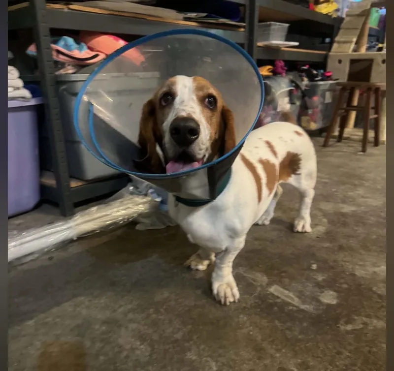 An adult medium-sized female Basset Hound dog named Daisy for adoption in Maineville, OH