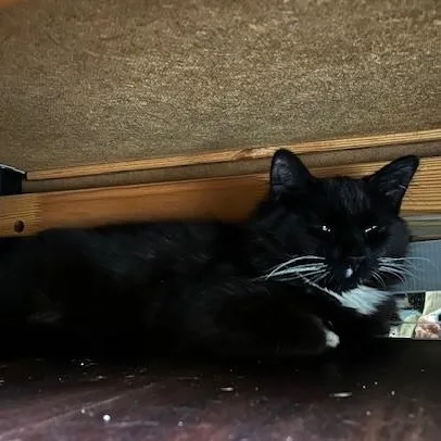 A baby medium-sized male Black & White / Tuxedo Domestic Long Hair cat named Grumpy for adoption in Mayfield, NY