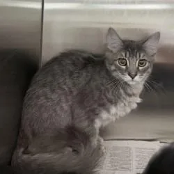 A baby medium-sized male Gray / Blue / Silver Domestic Short Hair cat named Georgie for adoption in Bullhead City, AZ