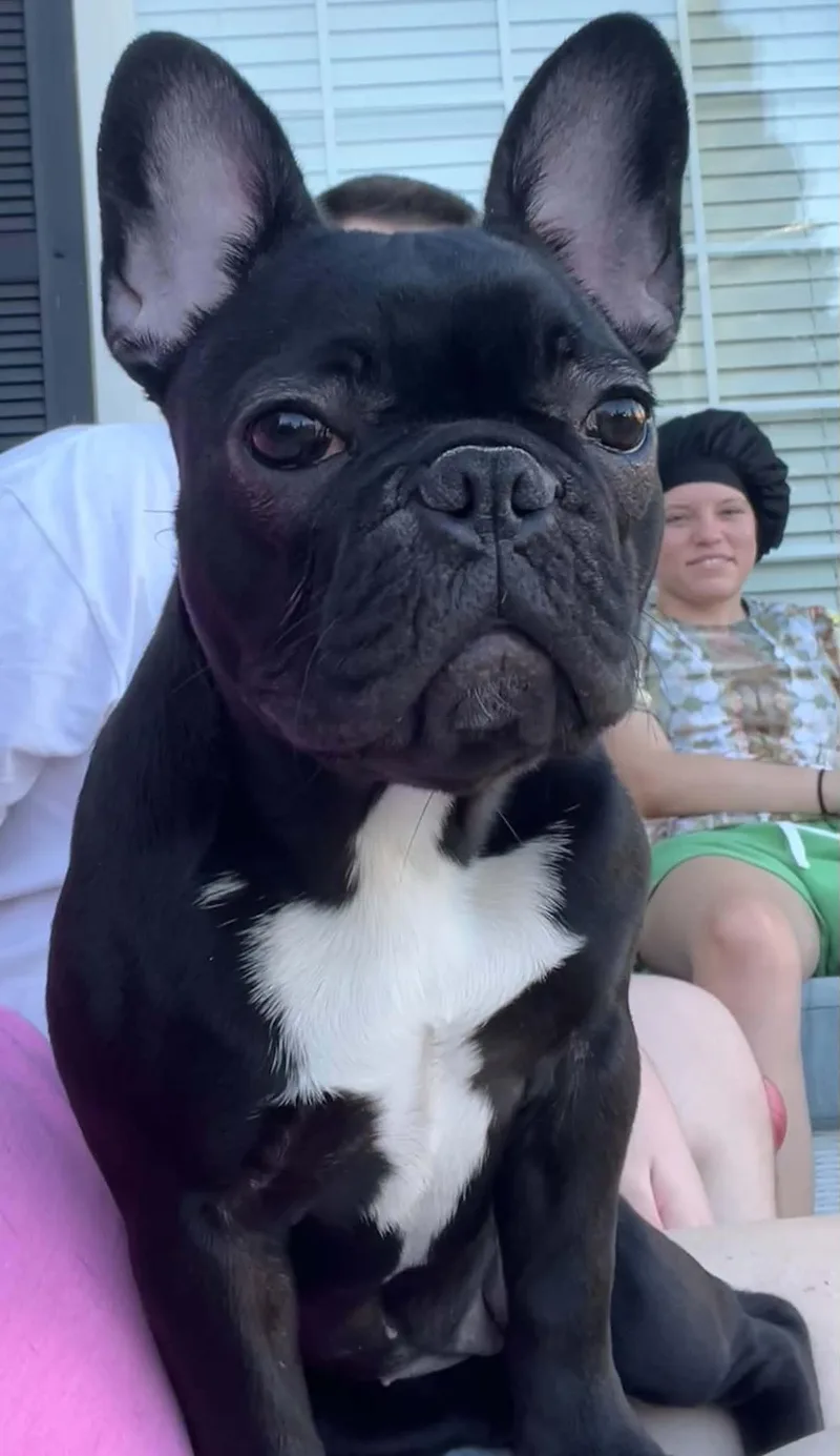 A young small-sized female French Bulldog dog named Baby Girl for adoption in Roseville, CA