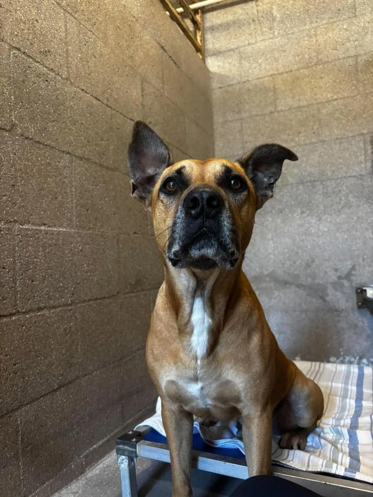 An adult large-sized male Black Mouth Cur dog named Brodi for adoption in Sebastian, FL