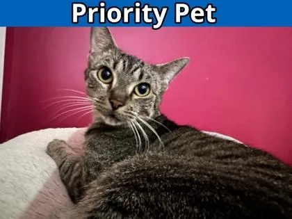 Maryland  `a Priority thumbnail 2