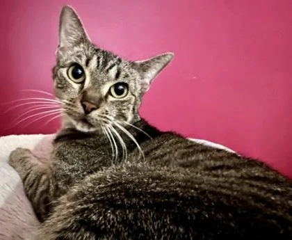 Maryland  `a Priority thumbnail 3