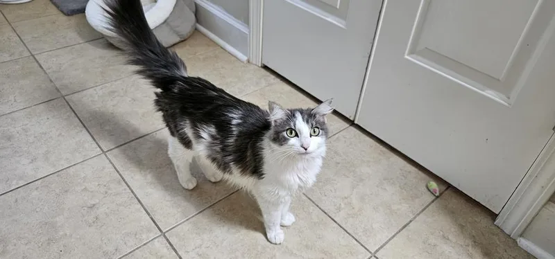 An adult medium-sized female Gray & White Domestic Medium Hair cat named Mrs. Potts for adoption in Powder Springs, GA