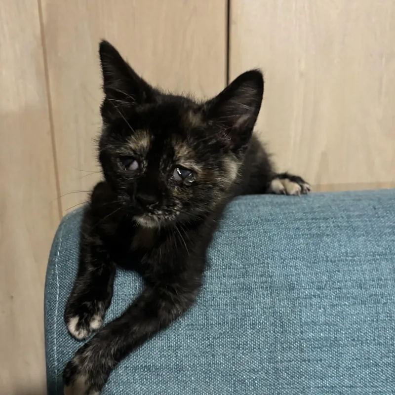 A baby medium-sized female Tortoiseshell Domestic Short Hair cat named Brie for adoption in Joliet, IL