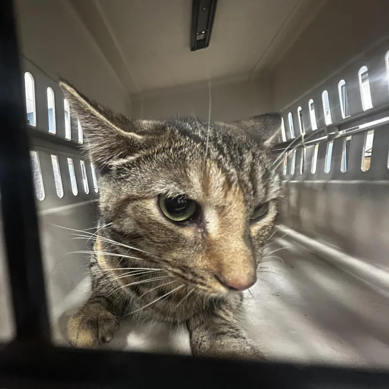A baby medium-sized male Brown / Chocolate Domestic Short Hair cat named Gus for adoption in Newark, NJ