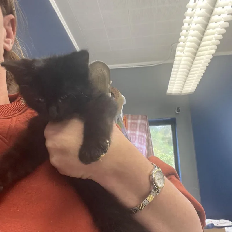 A baby small-sized male Domestic Short Hair cat named Boston for adoption in Oak Hill, WV