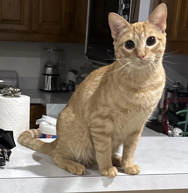 A baby small-sized male Domestic Short Hair cat named Sonny for adoption in Dallas, TX
