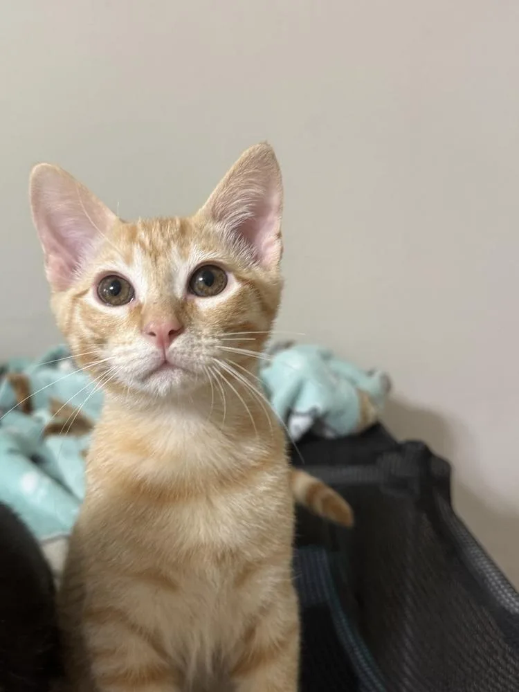 Sonny thumbnail 2