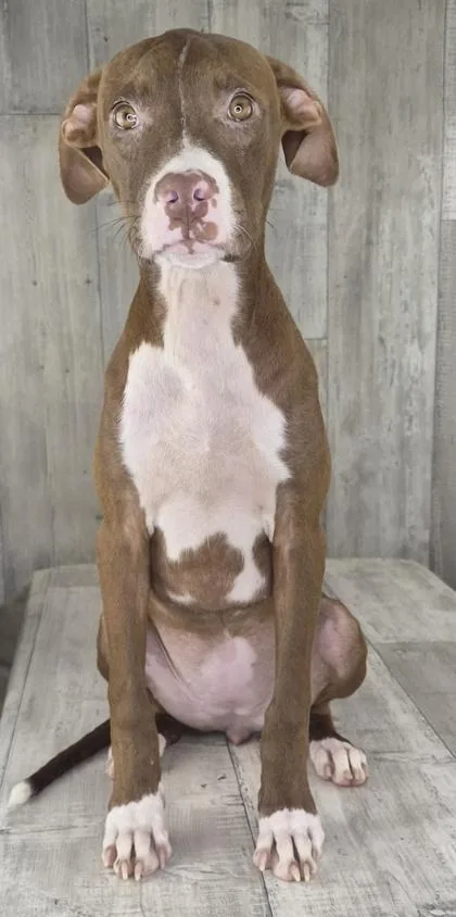 An adult small-sized female Mixed Breed dog named Charm for adoption in Shreveport, LA