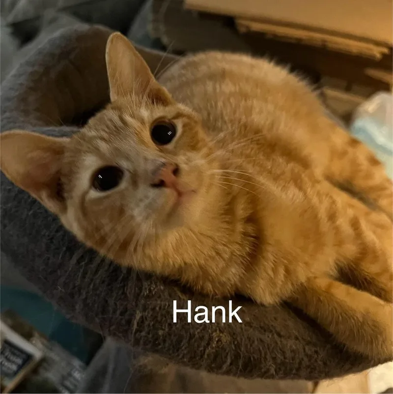 A young small-sized male Domestic Short Hair cat named Hank for adoption in Plumerville, AR