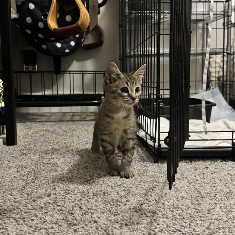 A baby medium-sized male Tabby (Brown / Chocolate) Domestic Short Hair cat named Igor for adoption in Chattanooga, TN