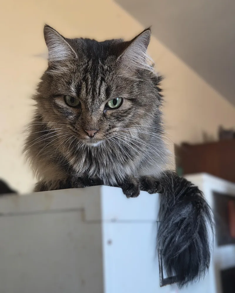 An adult medium-sized female Tabby (Brown / Chocolate) Domestic Long Hair cat named Roe for adoption in RIVERSIDE, CA