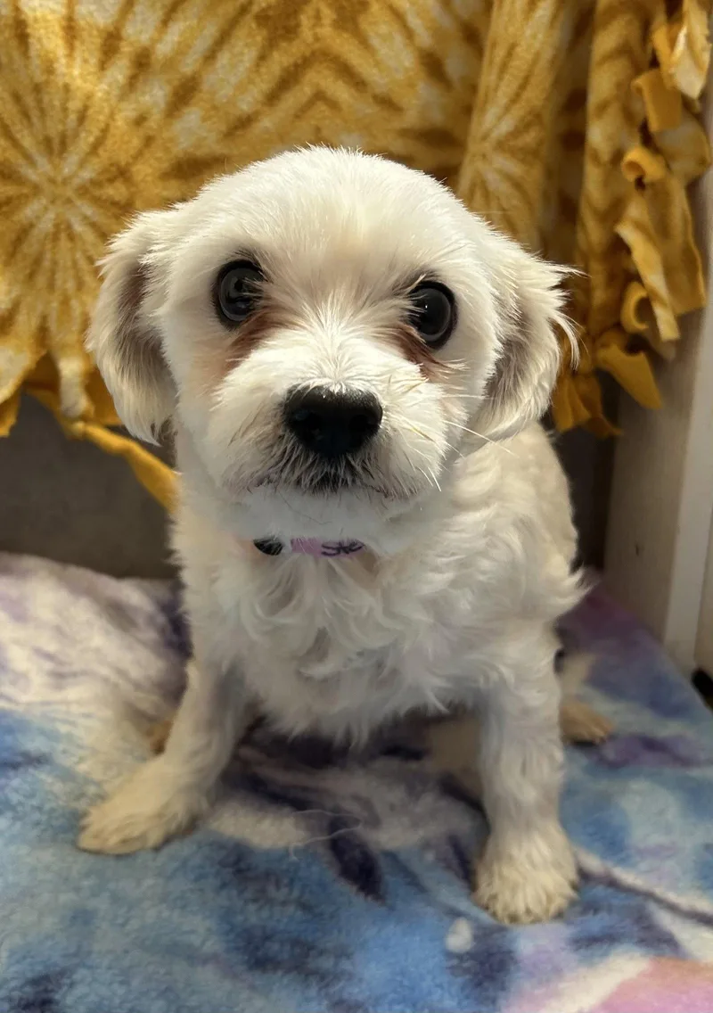 An adult small-sized female Maltese dog named Stella Mar for adoption in Pacolet, SC