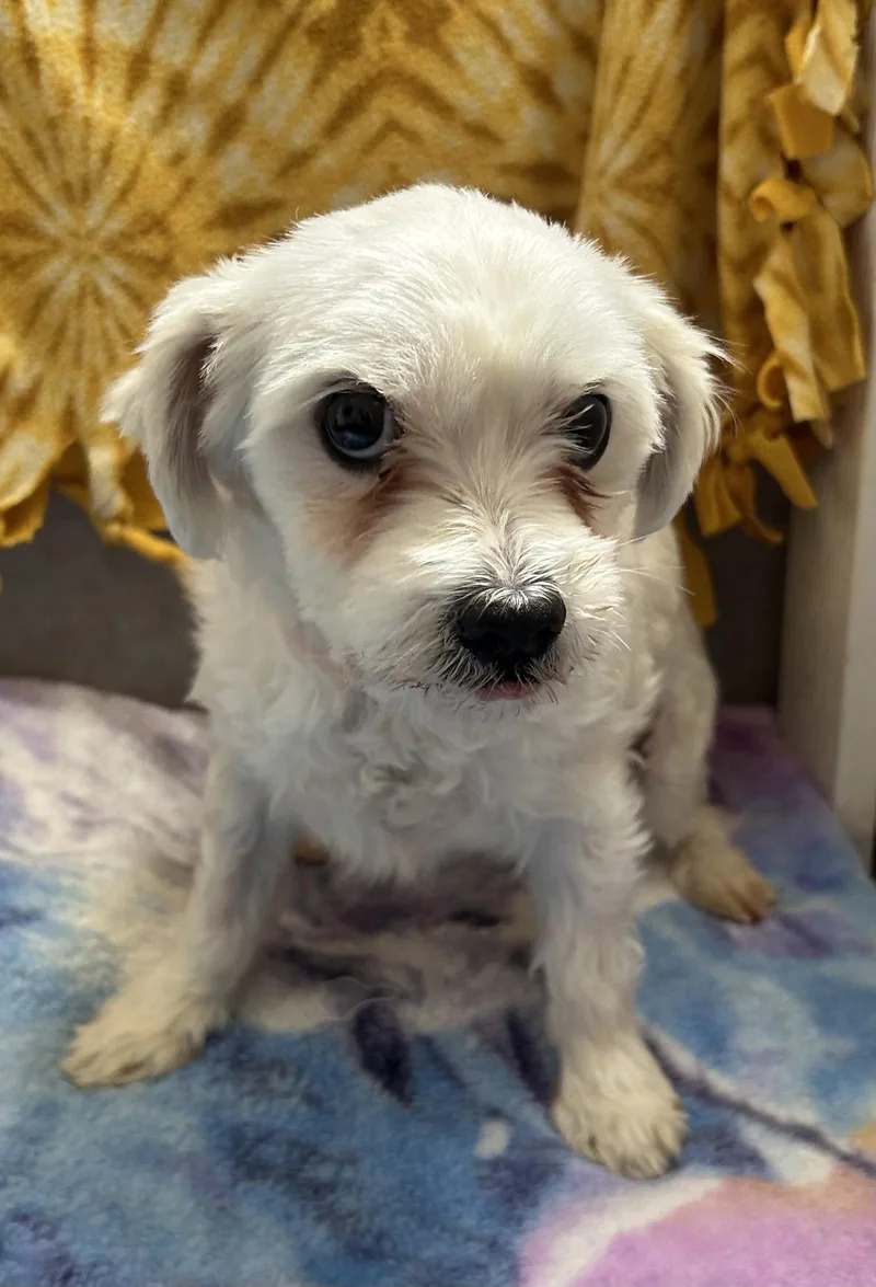 Stella Mar thumbnail 2