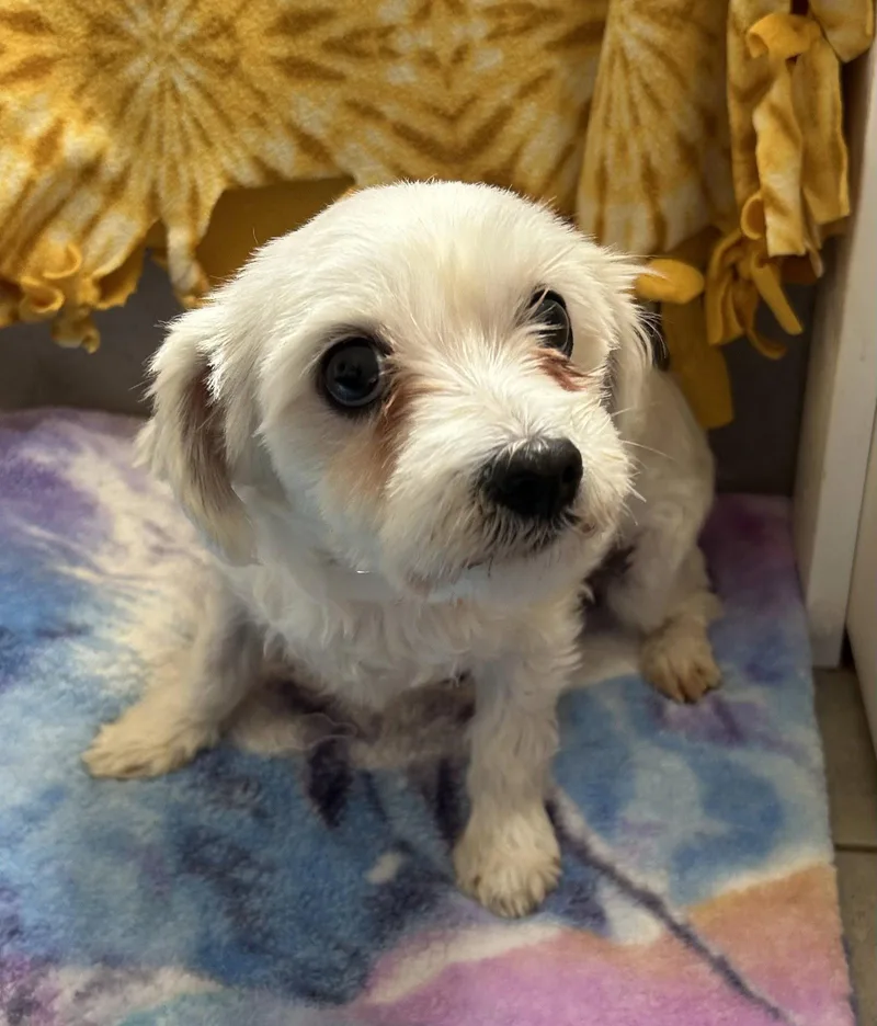 Stella Mar thumbnail 3