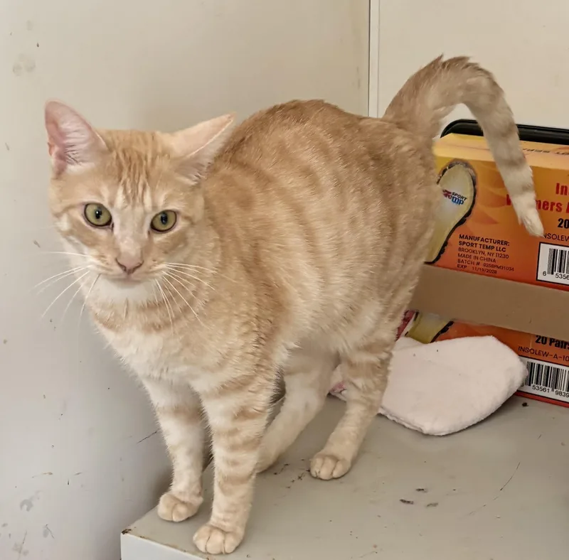 An adult small-sized male Tabby (Orange / Red) Domestic Short Hair cat named Leo for adoption in Owensboro, KY
