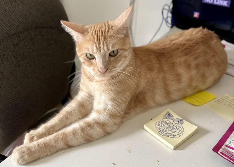 Leo thumbnail 3