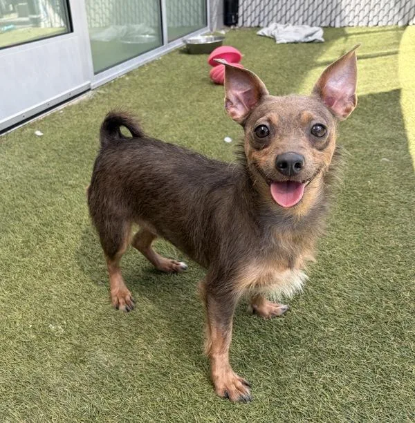An adult small-sized female Terrier dog named L'amour for adoption in San Diego, CA