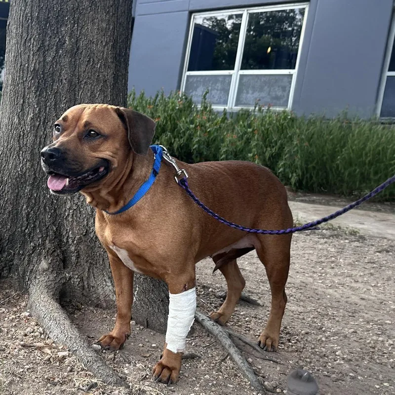 A young small-sized female Red / Chestnut / Orange Boxer dog named Baby Girl for adoption in Austin, TX