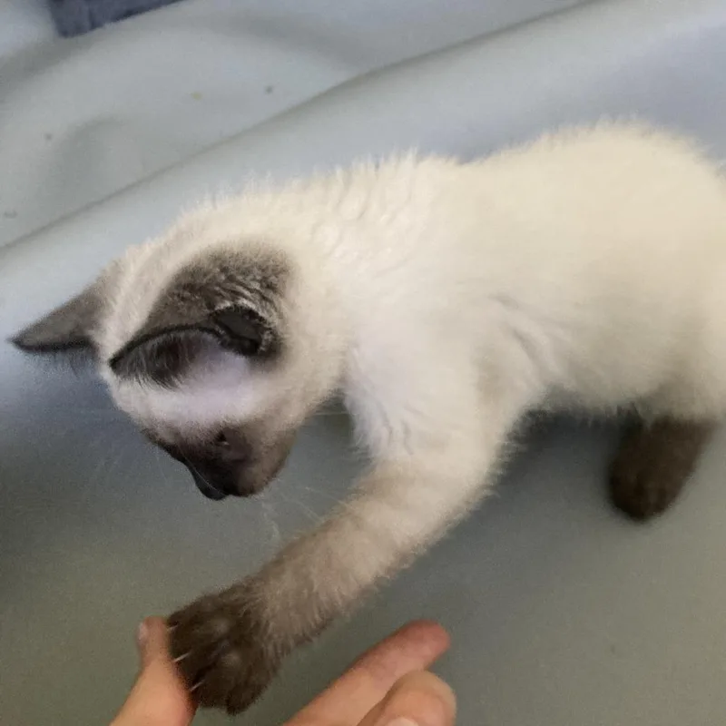 A baby small-sized female Cream / Ivory Siamese cat named Latte for adoption in South Elgin, IL