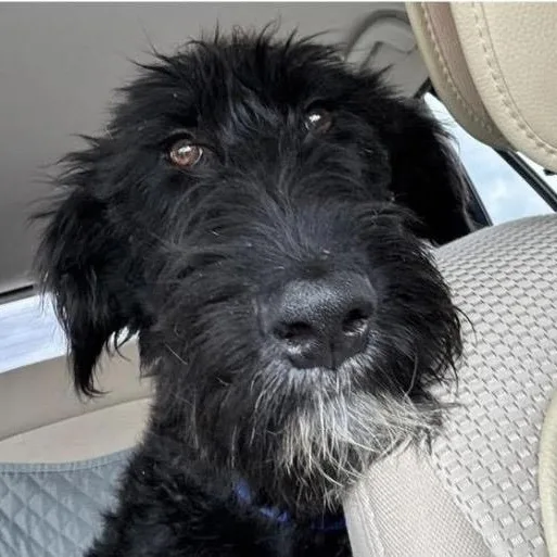 A young large-sized female Black Labradoodle dog named Thelma for adoption in Santa Rosa, CA