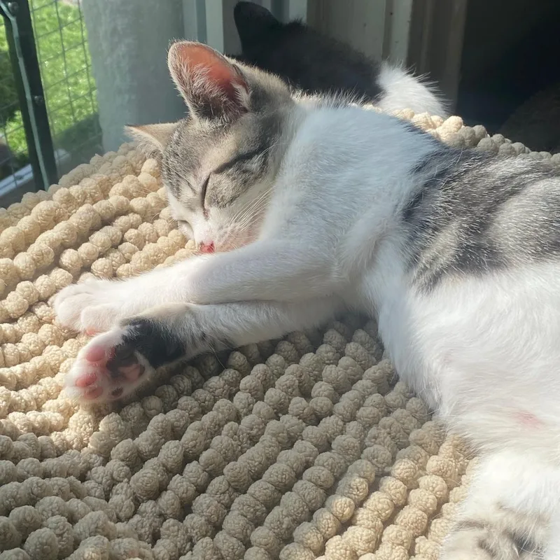 A baby medium-sized female Tabby (Buff / Tan / Fawn) Domestic Short Hair cat named Genesis for adoption in North Bergen, NJ