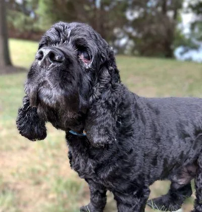 A senior medium-sized male Cocker Spaniel dog named Spike for adoption in Arlington, VA