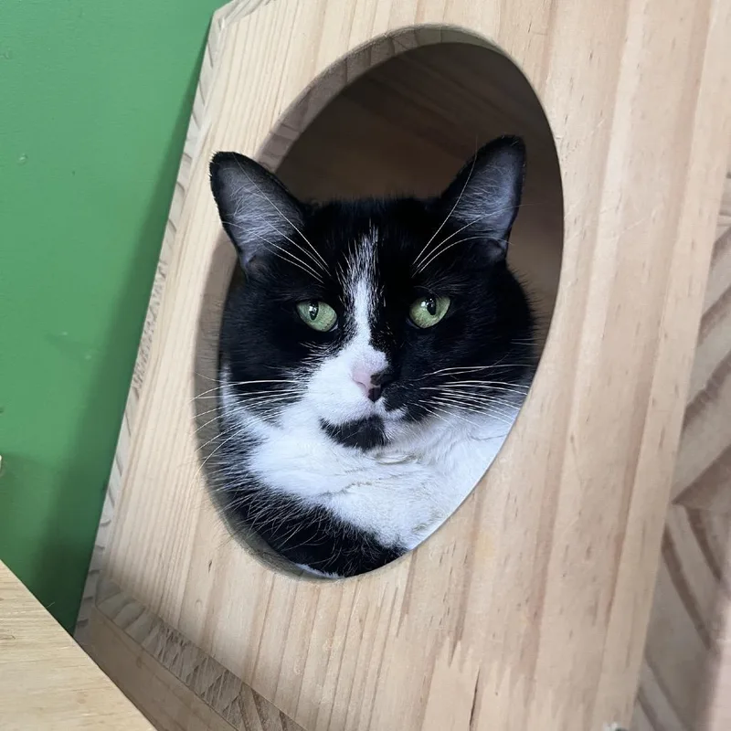 A senior medium-sized female Black Domestic Short Hair cat named Lily for adoption in Aldie, VA
