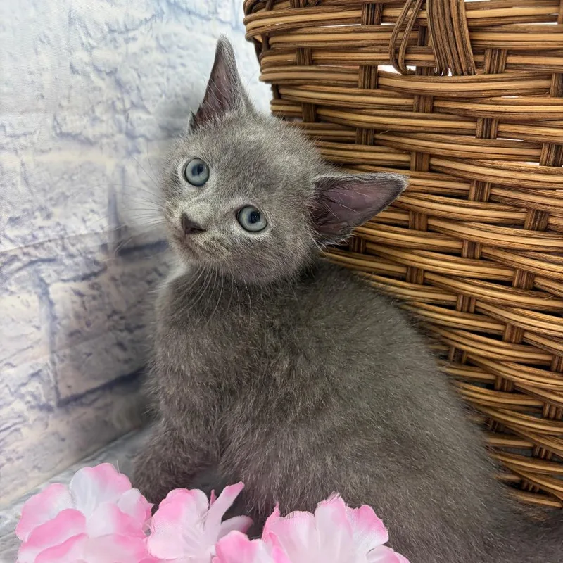 A baby small-sized male Gray / Blue / Silver Domestic Short Hair cat named Topaz for adoption in Harrisonburg, VA