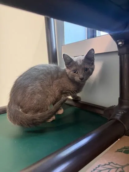 A baby small-sized male Gray / Blue / Silver Domestic Short Hair cat named Joseph for adoption in Harbor Springs, MI