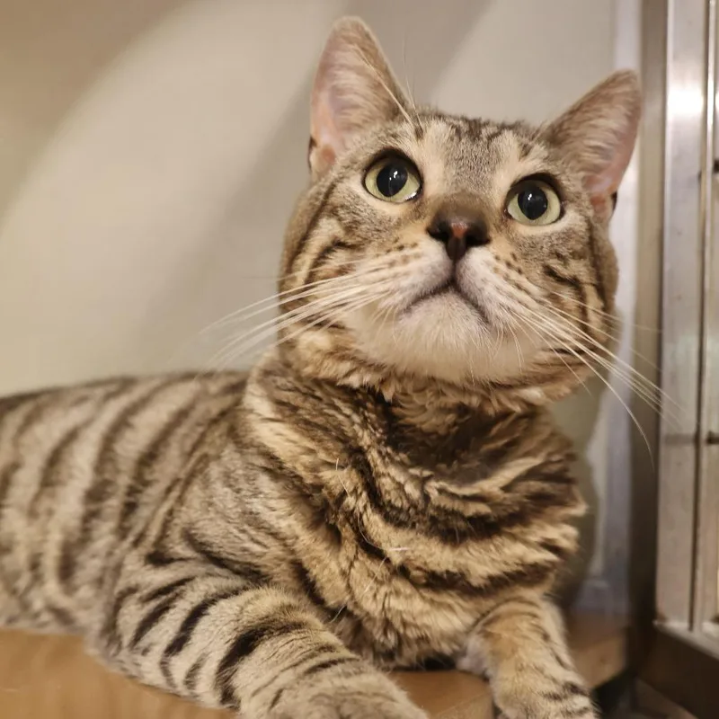 A young medium-sized male Brown / Chocolate Domestic Short Hair cat named Bosch for adoption in Briarcliff Manor, NY