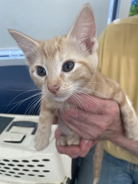 A baby medium-sized female Domestic Short Hair cat named Sunny for adoption in Dallas, TX