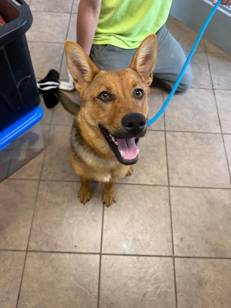 A baby medium-sized female German Shepherd Dog dog named Cinnamon for adoption in Marion, OH
