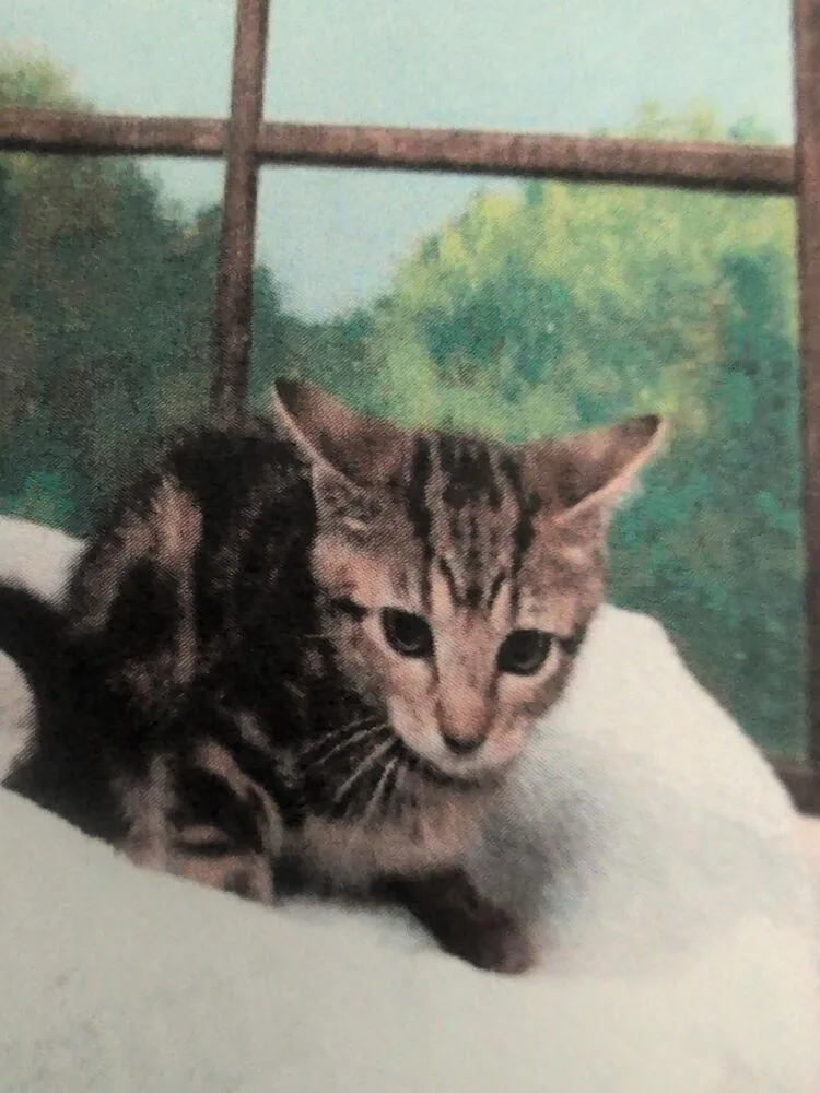 A baby small-sized female Gray / Blue / Silver Domestic Short Hair cat named Zoobie for adoption in Parker, CO