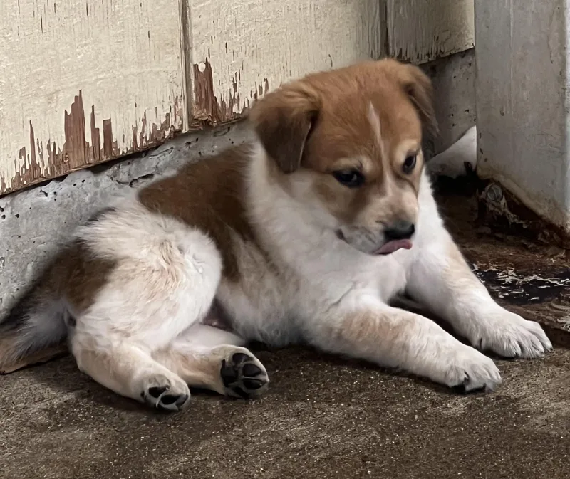 A baby large-sized female Tricolor (Brown, Black, & White) Great Pyrenees dog named Toffee for adoption in Granite Bay, CA