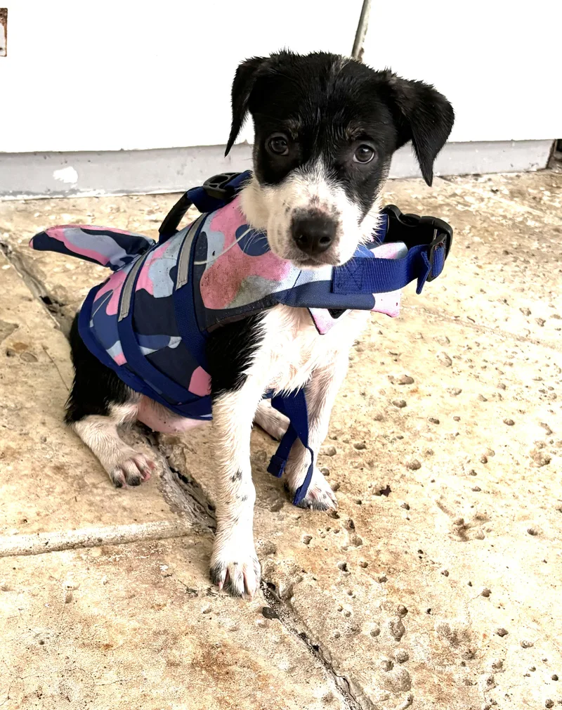 A baby medium-sized female Bicolor Border Collie dog named Marietta Puppy for adoption in St. Petersburg, FL