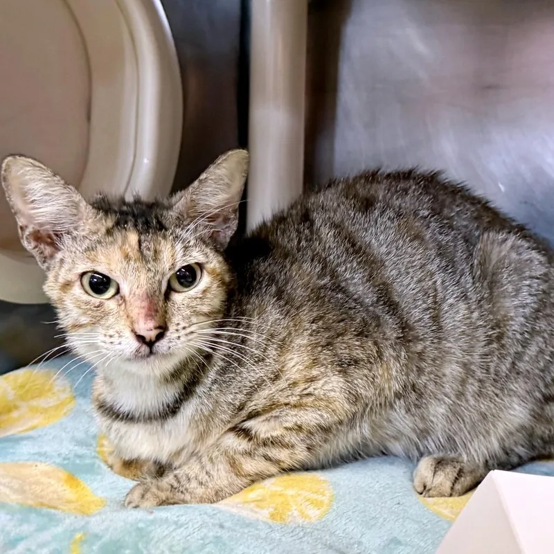 An adult medium-sized female Brown / Chocolate Domestic Short Hair cat named Doodlebob for adoption in Austin, TX