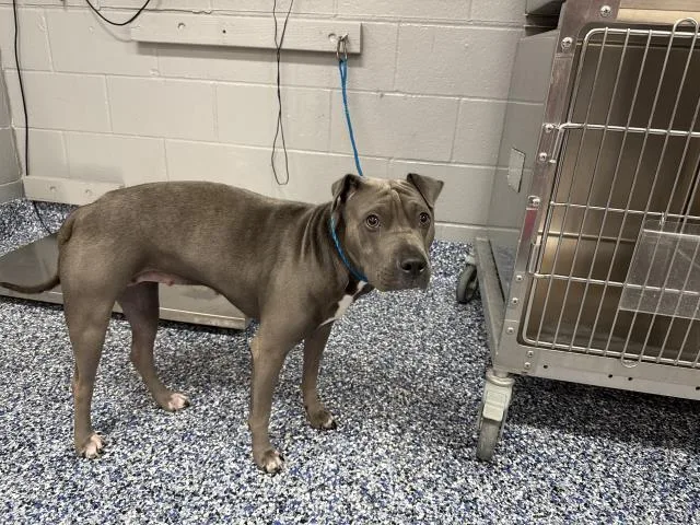 A young medium-sized female Shar-Pei dog named Stella for adoption in Thousand Palms, CA