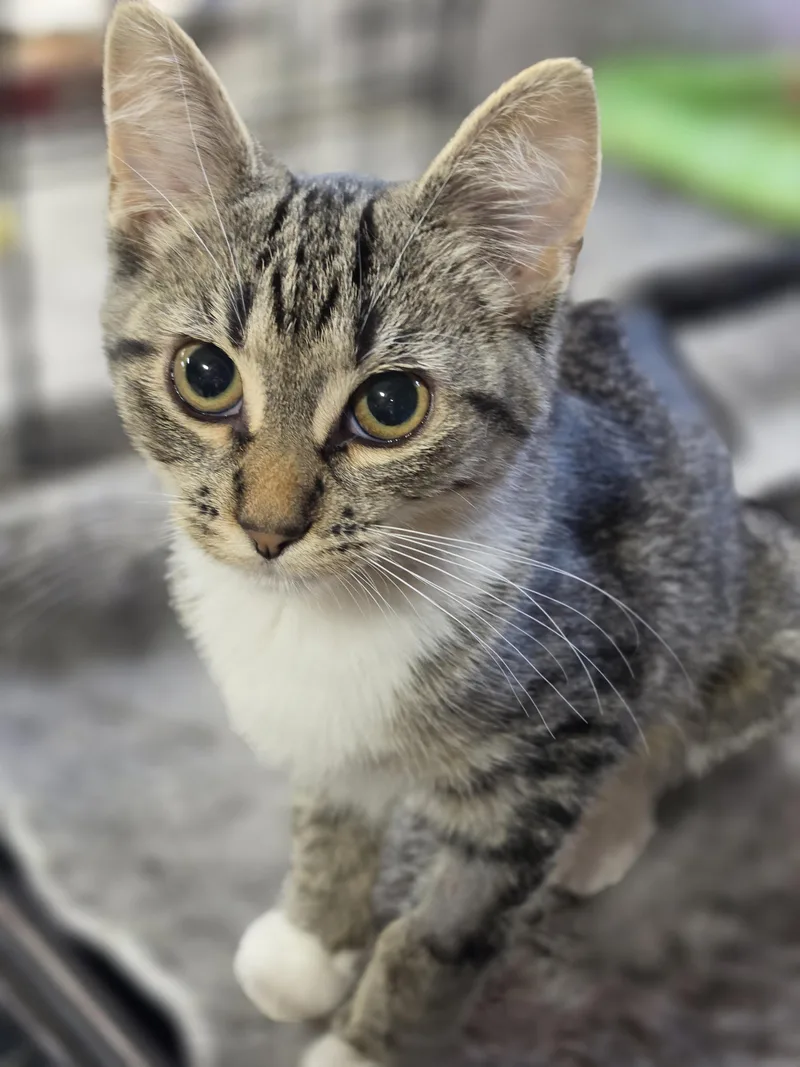 A baby large-sized female Tabby (Brown / Chocolate) Domestic Short Hair cat named Zoey for adoption in Medford, WI