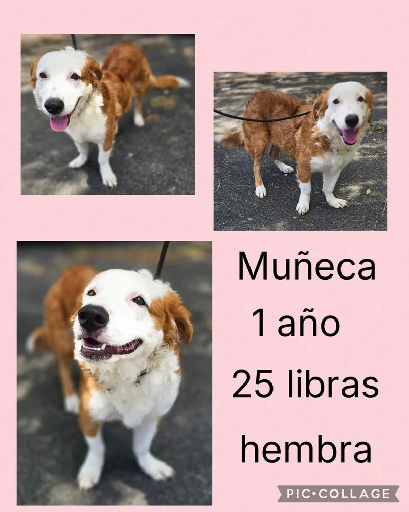 A young small-sized female Mixed Breed dog named Muneca for adoption in San Juan, PR