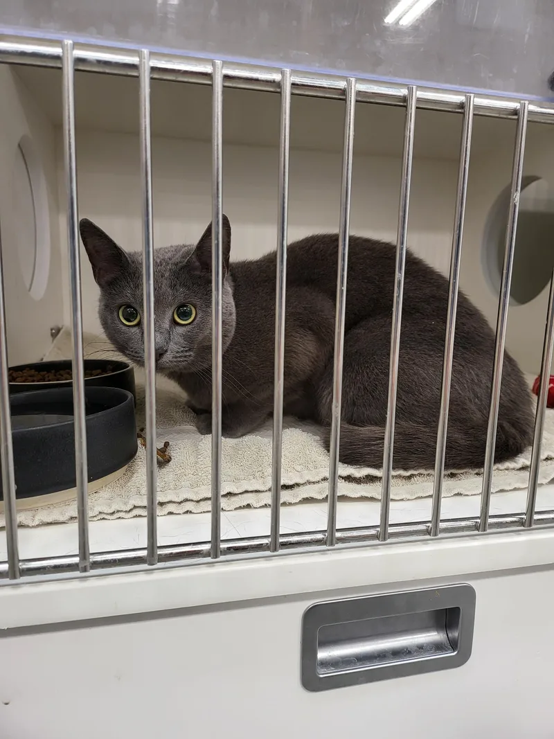 A young medium-sized female Russian Blue cat named Miller for adoption in Zimmerman, MN