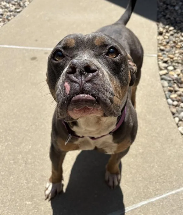 An adult medium-sized male American Bulldog dog named Drax for adoption in Sioux City, IA