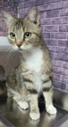 A young medium-sized female Domestic Short Hair cat named Della for adoption in Divide, CO
