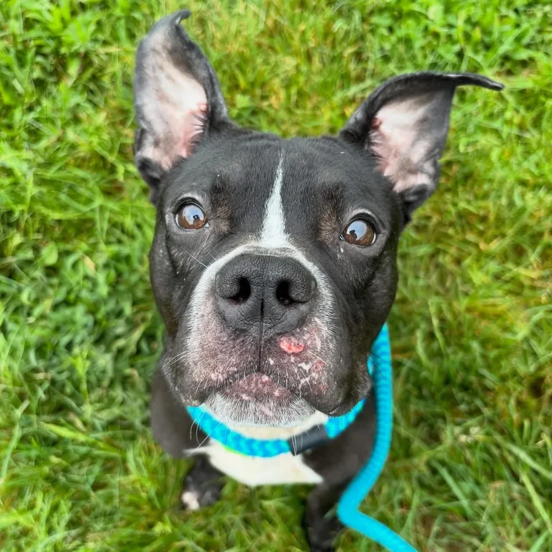 An adult medium-sized male Black Mixed Breed dog named Knight for adoption in Youngstown, OH