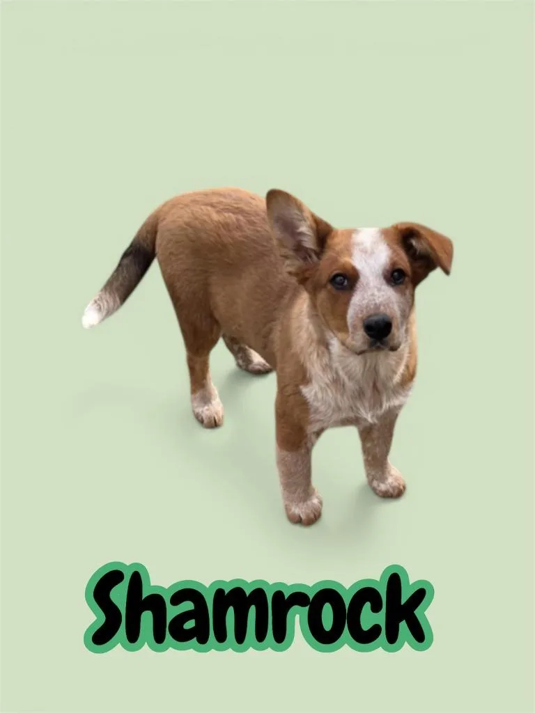 Shamrock