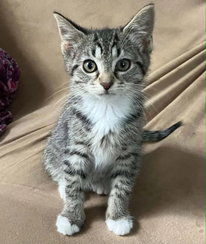Remy