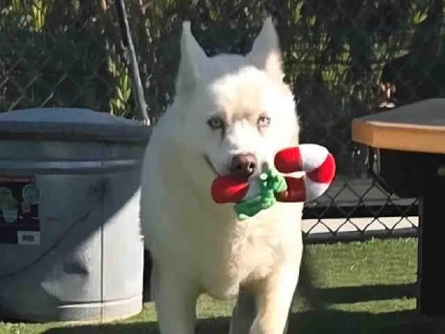 An adult medium-sized female Siberian Husky dog named Coral for adoption in Carlsbad, CA