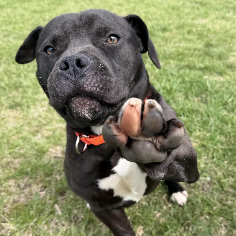 A young medium-sized male Black American Bully dog named Porkie for adoption in Cooperstown, NY
