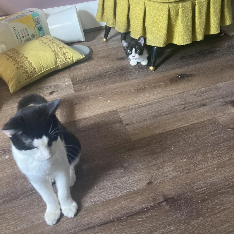 Bumble & Bee thumbnail 2